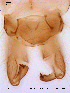  ( - SOE105)  @12 [ ] CreativeCommons - Attribution Non-Commercial Share-Alike (2010) NTNU Museum of Natural History and Archaeology NTNU Museum of Natural History and Archaeology