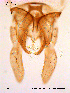  ( - SOE45)  @12 [ ] CreativeCommons - Attribution Non-Commercial Share-Alike (2010) NTNU Museum of Natural History and Archaeology NTNU Museum of Natural History and Archaeology