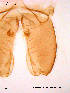  ( - SOE62)  @12 [ ] CreativeCommons - Attribution Non-Commercial Share-Alike (2010) NTNU Museum of Natural History and Archaeology NTNU Museum of Natural History and Archaeology