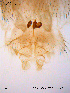  ( - SOE64)  @12 [ ] CreativeCommons - Attribution Non-Commercial Share-Alike (2010) NTNU Museum of Natural History and Archaeology NTNU Museum of Natural History and Archaeology