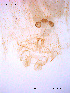  ( - SOE67)  @12 [ ] CreativeCommons - Attribution Non-Commercial Share-Alike (2010) NTNU Museum of Natural History and Archaeology NTNU Museum of Natural History and Archaeology