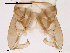  ( - CHIR_CH125)  @12 [ ] CreativeCommons - Attribution Non-Commercial Share-Alike (2010) Unspecified NTNU Museum of Natural History and Archaeology