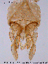  ( - CHIR_CH190)  @12 [ ] CreativeCommons - Attribution Non-Commercial Share-Alike (2010) Unspecified NTNU Museum of Natural History and Archaeology