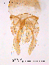 ( - CHIR_CH195)  @12 [ ] CreativeCommons - Attribution Non-Commercial Share-Alike (2010) Unspecified NTNU Museum of Natural History and Archaeology