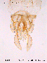  ( - CHIR_CH197)  @12 [ ] CreativeCommons - Attribution Non-Commercial Share-Alike (2010) Unspecified NTNU Museum of Natural History and Archaeology