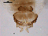 ( - CHIR_CH210)  @12 [ ] CreativeCommons - Attribution Non-Commercial Share-Alike (2010) Unspecified NTNU Museum of Natural History and Archaeology