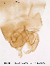  ( - CHIR_CH23)  @12 [ ] CreativeCommons - Attribution Non-Commercial Share-Alike (2010) Unspecified NTNU Museum of Natural History and Archaeology