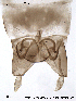  ( - CHIR_CH244)  @12 [ ] CreativeCommons - Attribution Non-Commercial Share-Alike (2010) Unspecified NTNU Museum of Natural History and Archaeology