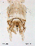  ( - CHIR_CH377)  @12 [ ] CreativeCommons - Attribution Non-Commercial Share-Alike (2010) Unspecified NTNU Museum of Natural History and Archaeology