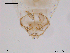  ( - CHIR_CH53)  @12 [ ] CreativeCommons - Attribution Non-Commercial Share-Alike (2010) Unspecified NTNU Museum of Natural History and Archaeology