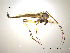  ( - CHIR_CH574)  @12 [ ] CreativeCommons - Attribution Non-Commercial Share-Alike (2010) Unspecified NTNU Museum of Natural History and Archaeology