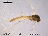  ( - CHIR_CH594)  @13 [ ] CreativeCommons - Attribution Non-Commercial Share-Alike (2010) Unspecified NTNU Museum of Natural History and Archaeology