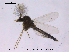  ( - CHIR_CH602)  @13 [ ] CreativeCommons - Attribution Non-Commercial Share-Alike (2010) Unspecified NTNU Museum of Natural History and Archaeology