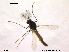  ( - CHIR_CH614)  @11 [ ] CreativeCommons - Attribution Non-Commercial Share-Alike (2010) Unspecified NTNU Museum of Natural History and Archaeology