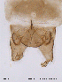  ( - CHIR_CH93)  @12 [ ] CreativeCommons - Attribution Non-Commercial Share-Alike (2010) Unspecified NTNU Museum of Natural History and Archaeology