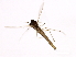  ( - HLC-27034)  @12 [ ] CreativeCommons - Attribution (2009) Unspecified Centre for Biodiversity Genomics