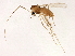  (Micropsectra penicillata - HLC-27111)  @13 [ ] CreativeCommons - Attribution (2009) Unspecified Centre for Biodiversity Genomics