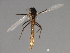  (Tanytarsus bathophilus - HLC-26950)  @13 [ ] CreativeCommons - Attribution (2009) Unspecified Centre for Biodiversity Genomics