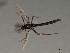  ( - HLC-26954)  @13 [ ] CreativeCommons - Attribution (2009) Unspecified Centre for Biodiversity Genomics