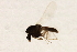  ( - HLC-27102)  @12 [ ] CreativeCommons - Attribution (2009) Unspecified Centre for Biodiversity Genomics