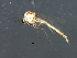  ( - HLC-27210)  @13 [ ] CreativeCommons - Attribution (2009) Unspecified Centre for Biodiversity Genomics
