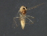  ( - HLC-27277)  @12 [ ] CreativeCommons - Attribution (2009) Unspecified Centre for Biodiversity Genomics