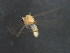  (Tanytarsus herrmanni - HLC-27306)  @13 [ ] CreativeCommons - Attribution (2009) Unspecified Centre for Biodiversity Genomics