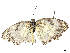  ( - CBG-B07452-A02)  @11 [ ] CreativeCommons - Attribution Share - Alike (2025) CBG Photography Group Centre for Biodiversity Genomics