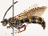  ( - CBG-B07605-C02)  @11 [ ] CreativeCommons - Attribution Share - Alike (2025) CBG Photography Group Centre for Biodiversity Genomics