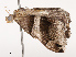  ( - CBG-B21619-B12)  @11 [ ] CreativeCommons - Attribution Share - Alike (2025) CBG Photography Group Centre for Biodiversity Genomics