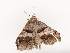  ( - CBG-B21633-B03)  @11 [ ] CreativeCommons - Attribution Share - Alike (2025) CBG Photography Group Centre for Biodiversity Genomics