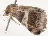  ( - CBG-B21784-D05)  @11 [ ] CreativeCommons - Attribution Share - Alike (2025) CBG Photography Group Centre for Biodiversity Genomics