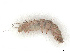  ( - CBG-B21798-H09)  @11 [ ] CreativeCommons - Attribution Share - Alike (2025) CBG Photography Group Centre for Biodiversity Genomics