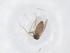  (Culicoides murphyi - CBG-B22746-G06)  @11 [ ] CreativeCommons - Attribution Share - Alike (2025) Centre for Biodiversity Genomics Centre for Biodiversity Genomics