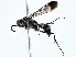  ( - BIOUG95346-A03)  @11 [ ] CreativeCommons - Attribution (2023) CBG Photography Group Centre for Biodiversity Genomics