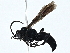  ( - BIOUG95346-G09)  @11 [ ] CreativeCommons - Attribution (2023) CBG Photography Group Centre for Biodiversity Genomics