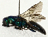  ( - BIOUG97794-A01)  @11 [ ] CreativeCommons - Attribution (2023) CBG Photography Group Centre for Biodiversity Genomics