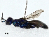  ( - BIOUG97794-B09)  @11 [ ] CreativeCommons - Attribution (2023) CBG Photography Group Centre for Biodiversity Genomics
