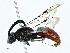  ( - BIOUG97795-F06)  @11 [ ] CreativeCommons - Attribution (2023) CBG Photography Group Centre for Biodiversity Genomics