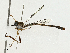  (Leptogaster arida - BIOUG97796-F01)  @11 [ ] CreativeCommons - Attribution (2023) CBG Photography Group Centre for Biodiversity Genomics