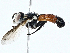  (Cylindromyia intermedia - BIOUG98648-D06)  @11 [ ] CreativeCommons - Attribution (2023) CBG Photography Group Centre for Biodiversity Genomics