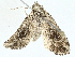  ( - BIOUG98648-H04)  @11 [ ] CreativeCommons - Attribution (2023) CBG Photography Group Centre for Biodiversity Genomics