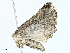  ( - BIOUG98649-A06)  @11 [ ] CreativeCommons - Attribution (2023) CBG Photography Group Centre for Biodiversity Genomics
