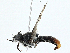  ( - BIOUG98649-E05)  @11 [ ] CreativeCommons - Attribution (2023) CBG Photography Group Centre for Biodiversity Genomics