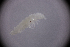  (Kalaphorura - sci2660)  @11 [ ] CreativeCommons  Attribution Non-Commercial Share-Alike (2021) Unspecified Instituto de Productos Naturales y Agrobiología, Consejo Superior de Investigaciones Científicas (IPNA-CSIC)