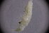  ( - sci2543)  @11 [ ] CreativeCommons  Attribution Non-Commercial Share-Alike (2021) Unspecified Instituto de Productos Naturales y Agrobiología, Consejo Superior de Investigaciones Científicas (IPNA-CSIC)