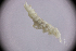  ( - sci2567)  @11 [ ] CreativeCommons  Attribution Non-Commercial Share-Alike (2021) Unspecified Instituto de Productos Naturales y Agrobiología, Consejo Superior de Investigaciones Científicas (IPNA-CSIC)