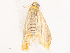  ( - CBG-B14654-G04)  @11 [ ] CreativeCommons - Attribution Share - Alike (2025) CBG Photography Group Centre for Biodiversity Genomics