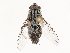  ( - CBG-B22924-D04)  @11 [ ] CreativeCommons - Attribution Share - Alike (2025) CBG Photography Group Centre for Biodiversity Genomics