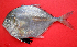  ( - CIFEFGB AA-01)  @11 [ ] CreativeCommons - Attribution Non-Commercial Share-Alike (2014) Sadurudeen, N. CIFE